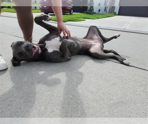 Medium Photo #1 Staffordshire Bull Terrier-Unknown Mix Puppy For Sale in Houston, TX, USA