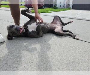 Staffordshire Bull Terrier-Unknown Mix Dogs for adoption in Houston, TX, USA