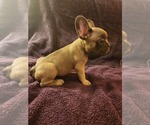 Puppy 4 French Bulldog