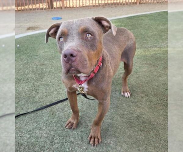 Medium Photo #2 Mutt Puppy For Sale in Las Vegas, NV, USA
