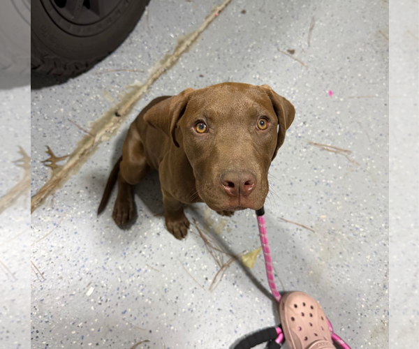 Medium Photo #6 Labrador Retriever-Unknown Mix Puppy For Sale in Holly Springs, NC, USA