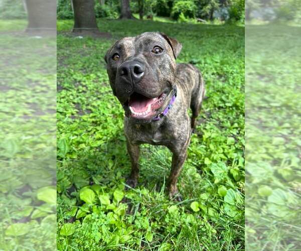 Medium Photo #3 American Pit Bull Terrier-Unknown Mix Puppy For Sale in Minneapolis, MN, USA