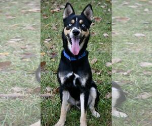 Border Collie-Huskies Mix Dogs for adoption in DuQuoin, IL, USA
