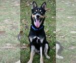 Small Border Collie-Huskies Mix