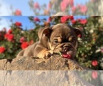 Small #3 English Bulldog
