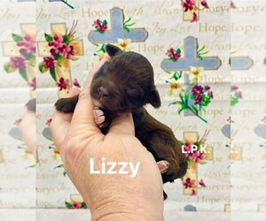 Schnauzer (Miniature) Puppy for sale in WINNSBORO, LA, USA