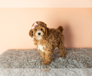 Poodle (Miniature) Puppy for sale in SHIPSHEWANA, IN, USA