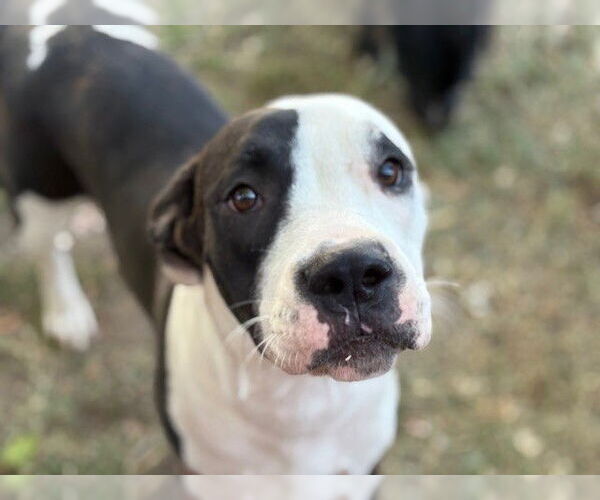 Medium Photo #1 American Pit Bull Terrier-Unknown Mix Puppy For Sale in Tulsa, OK, USA