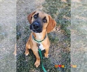 Black and Tan Coonhound Dogs for adoption in Center Township, PA, USA