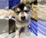 Small Photo #8 Alaskan Malamute Puppy For Sale in FREDERICK, MD, USA
