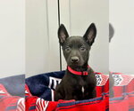 Small Photo #3 Mutt Puppy For Sale in Imlay City, MI, USA