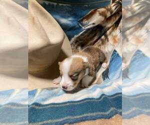 Pembroke Welsh Corgi Puppy for sale in RICHLAND, MO, USA