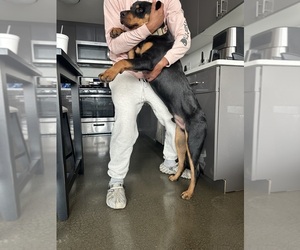Rottweiler Puppy for sale in DETROIT, MI, USA