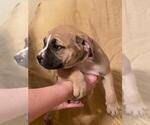 Small Photo #5 American Pit Bull Terrier-Olde English Bulldogge Mix Puppy For Sale in EUNICE, LA, USA