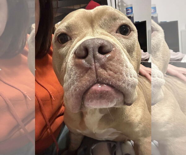 Medium Photo #5 Bulldog-Unknown Mix Puppy For Sale in Germantown, OH, USA