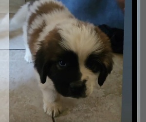 Saint Bernard Puppy for sale in BAKERSFIELD, CA, USA