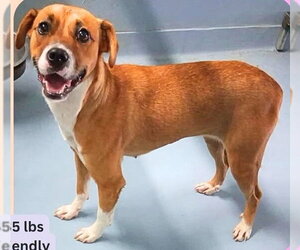 Labbe Dogs for adoption in Sheboygan, WI, USA