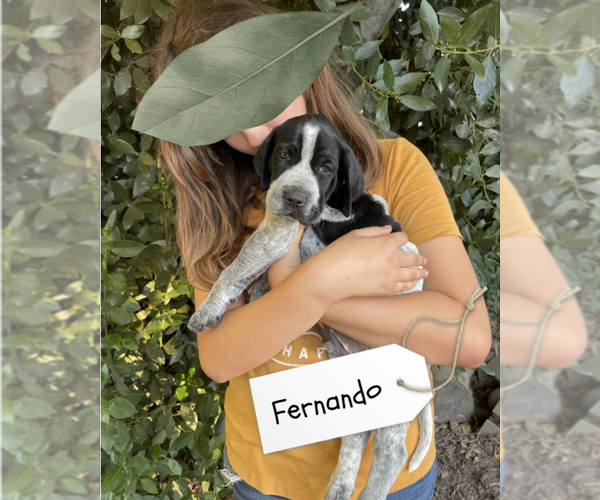 Medium Photo #2 Pointer Puppy For Sale in SACRAMENTO, CA, USA