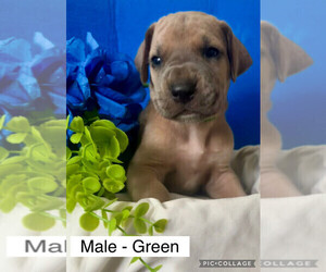 Medium Great Dane