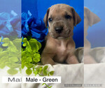 Puppy Puppy 2 Male Great Dane