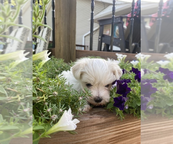 Medium Photo #7 Maltese Puppy For Sale in FREDONIA, KS, USA