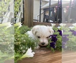 Small #6 Maltese