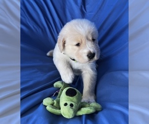 Golden Labrador Puppy for sale in LIVE OAK, FL, USA