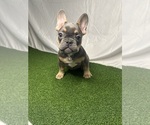 Small #3 French Bulldog