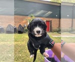Puppy Aurora Golden Mountain Dog