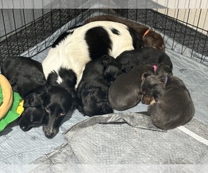 Dachshund Puppy for Sale in ERIE, Colorado USA