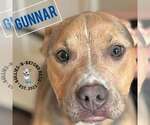 Small #10 American Pit Bull Terrier Mix