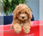 Small #4 Cavapoo