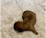 Puppy Puppy 3 Bear Shih Tzu