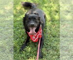 Small #8 Chow Chow-Retriever  Mix