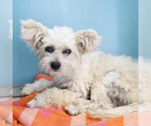 Maltese-Unknown Mix Dogs for adoption in San Antonio, TX, USA