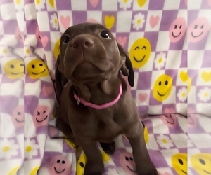 Medium Labrador Retriever