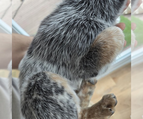 Medium Photo #3 Australian Cattle Dog Puppy For Sale in PUYALLUP, WA, USA