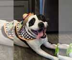 Small #14 American Pit Bull Terrier