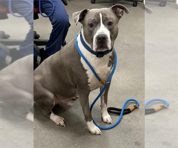 Medium Photo #1 Mutt Puppy For Sale in Forestville, MD, USA