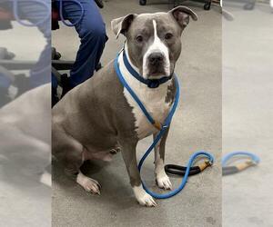 Mutt Dogs for adoption in Forestville, MD, USA