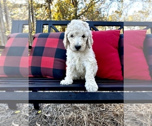 Poodle (Standard) Puppy for sale in KENLY, NC, USA