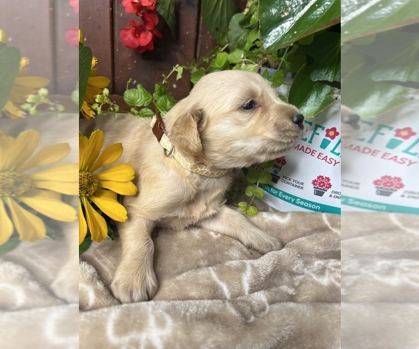 Medium Photo #4 Golden Retriever Puppy For Sale in NEOLA, WV, USA