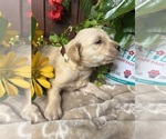 Small #3 Golden Retriever