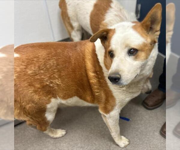 Medium Photo #1 Australian Shepherd-Texas Heeler Mix Puppy For Sale in HESPERIA, CA, USA