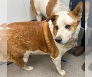 Australian Shepherd-Texas Heeler Mix Dogs for adoption in HESPERIA, CA, USA