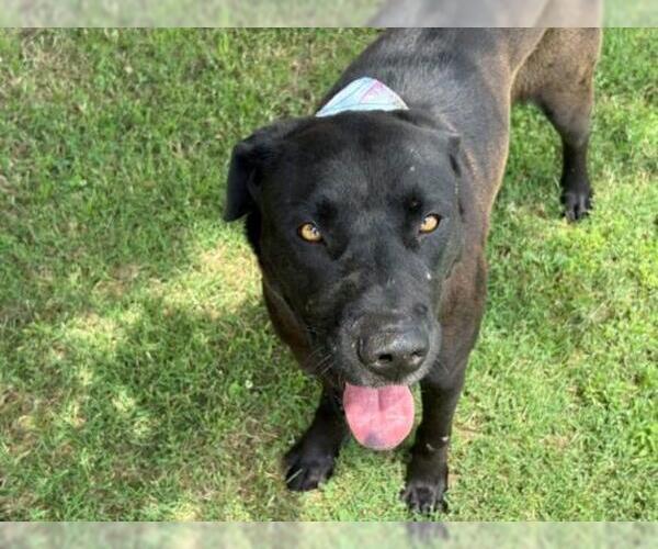 Medium Photo #2 Labrador Retriever-Unknown Mix Puppy For Sale in Tulsa, OK, USA