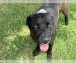 Small #1 Labrador Retriever Mix