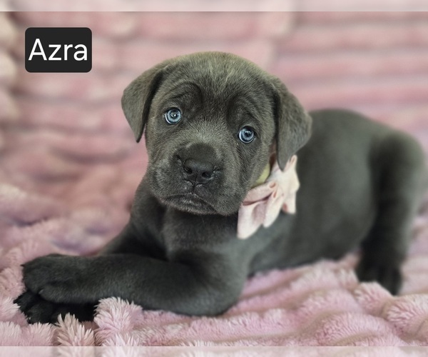 Medium Photo #1 Cane Corso Puppy For Sale in MINERAL WELLS, WV, USA