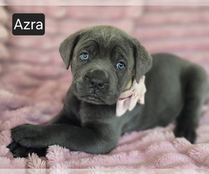 Cane Corso Puppy for sale in MINERAL WELLS, WV, USA