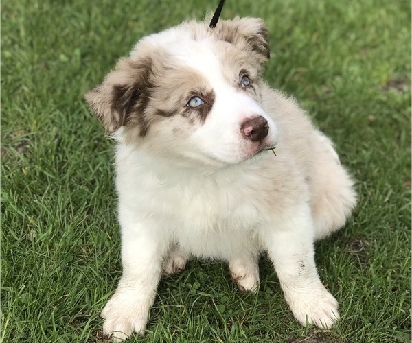 Medium Photo #3 Border Collie Puppy For Sale in RICE, MN, USA